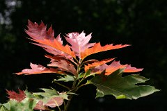 photo 0201